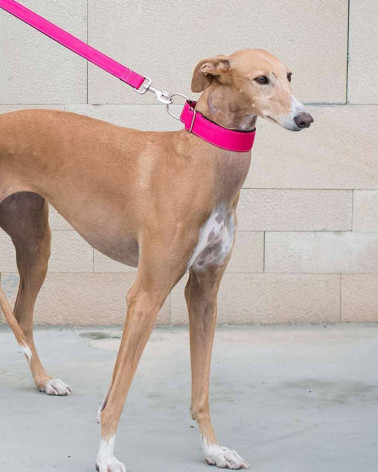 Colliers pour chien Solid - Brott