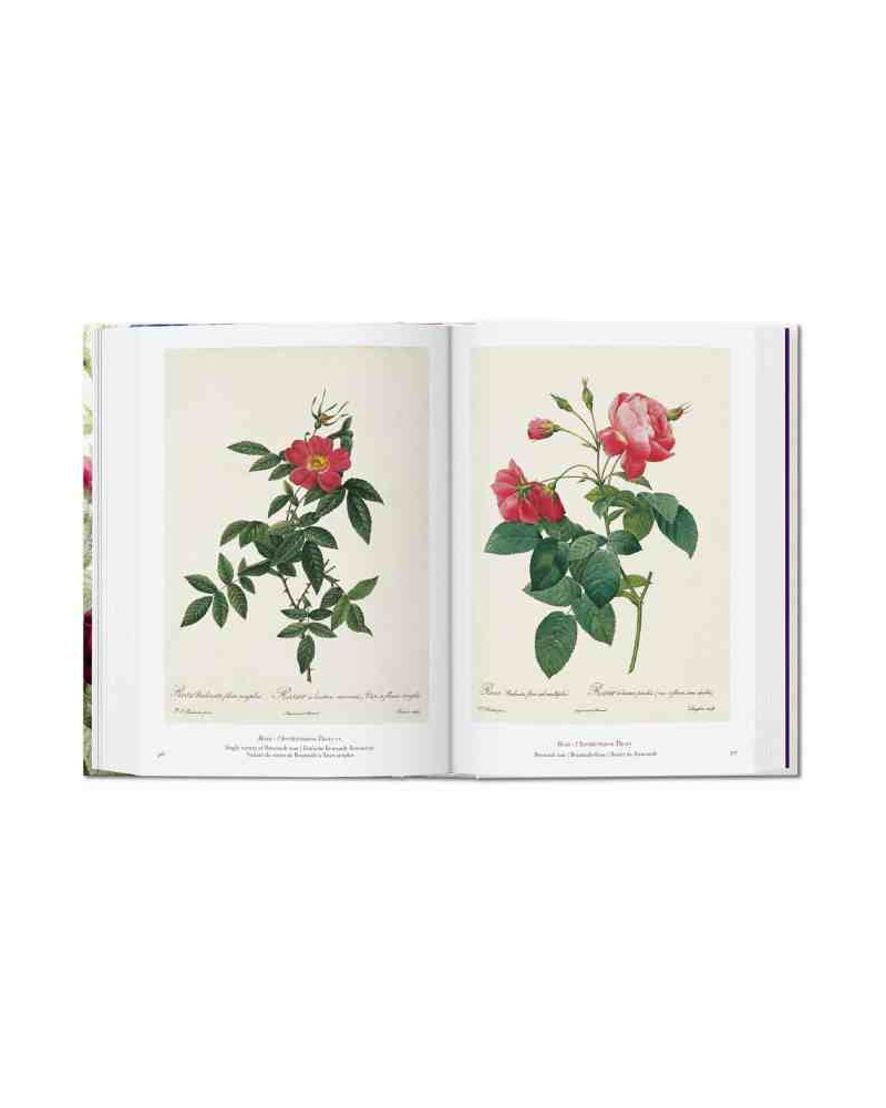 Livre Redouté The Book of Flowers 40th Edition Taschen I Trentotto